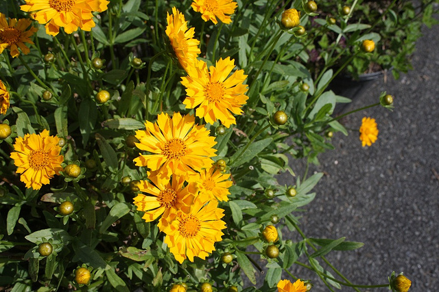 File:Perennial plants 5596.jpg