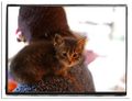 Thumbnail for version as of 20:15, 25 December 2012
